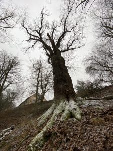 Alte Eiche am Schloss Nagel