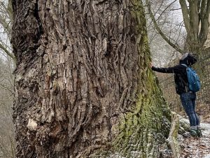 Dicker Stamm alte Linde