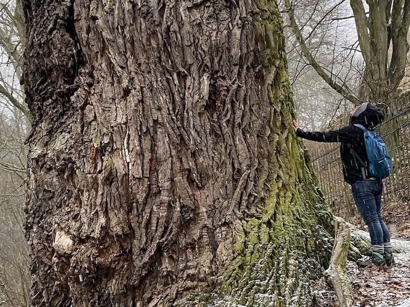 Dicker Stamm alte Linde