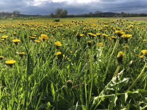 GedankenWelt Höhen&Tiefen
